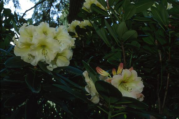Copyright 2002 Downs' Rhododendrons