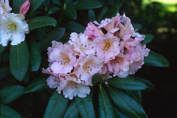 Copyright 2002 Downs' Rhododendrons
