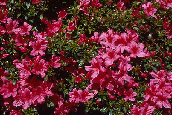 Copyright 2002 Downs' Rhododendrons