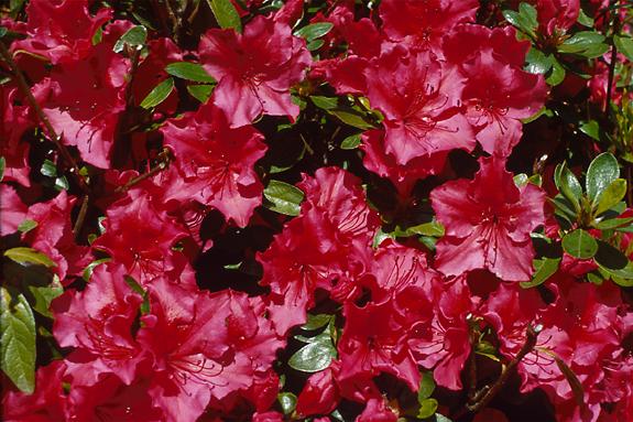 Copyright 2002 Downs' Rhododendrons