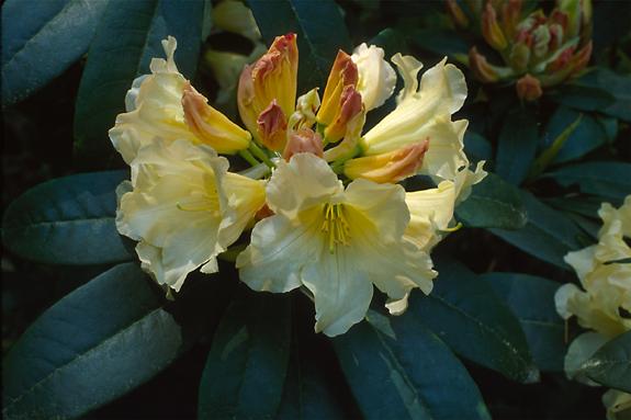 Copyright 2002 Downs' Rhododendrons