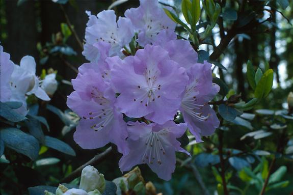 Copyright 2002 Downs' Rhododendrons