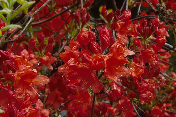 Copyright 2002 Downs' Rhododendrons