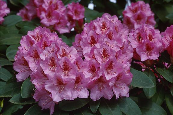 Copyright 2002 Downs' Rhododendrons