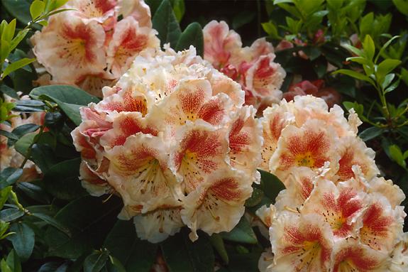 Copyright 2002 Downs' Rhododendrons
