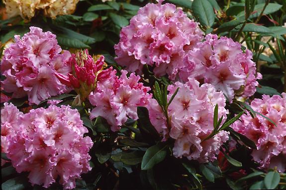 Copyright 2002 Downs' Rhododendrons