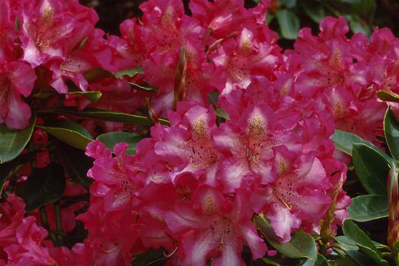 Copyright 2002 Downs' Rhododendrons