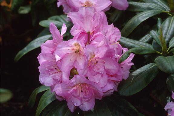 Copyright 2002 Downs' Rhododendrons