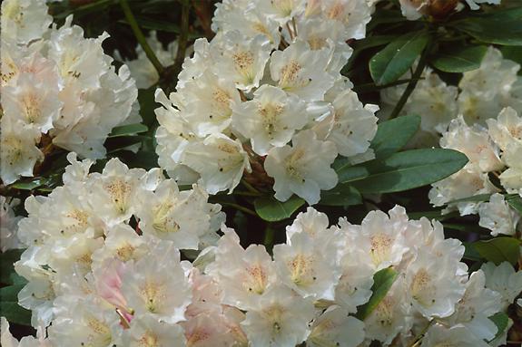 Copyright 2002 Downs' Rhododendrons