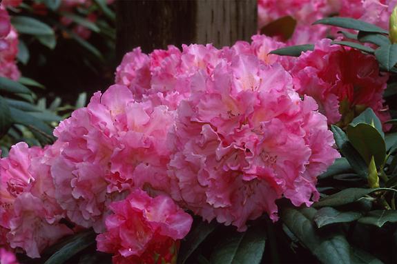 Copyright 2002 Downs' Rhododendrons