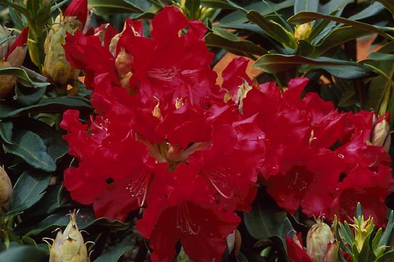 Copyright 2002 Downs' Rhododendrons