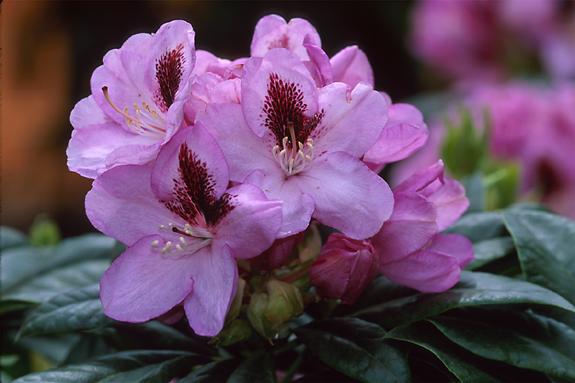 Copyright 2002 Downs' Rhododendrons