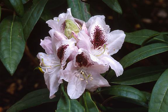 Copyright 2002 Downs' Rhododendrons