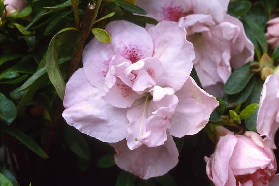 Copyright 2002 Downs' Rhododendrons