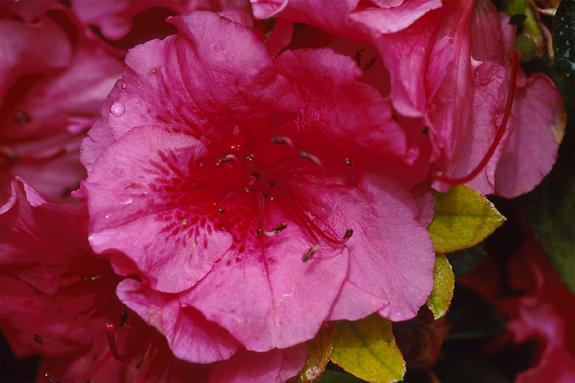 Copyright 2002 Downs' Rhododendrons