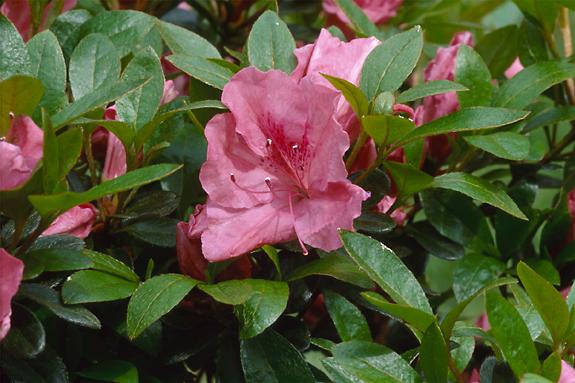 Copyright 2002 Downs' Rhododendrons
