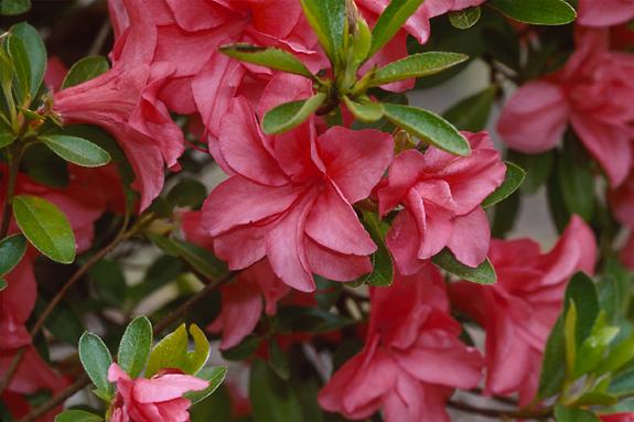 Copyright 2002 Downs' Rhododendrons