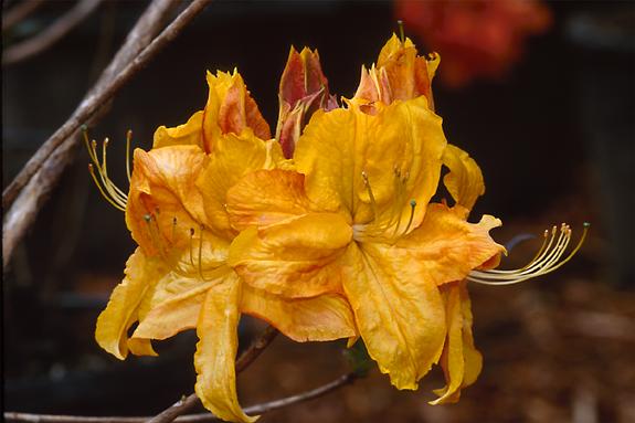 Copyright 2002 Downs' Rhododendrons