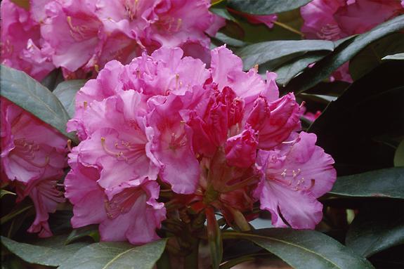 Copyright 2002 Downs' Rhododendrons