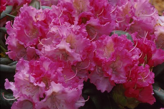 Copyright 2002 Downs' Rhododendrons