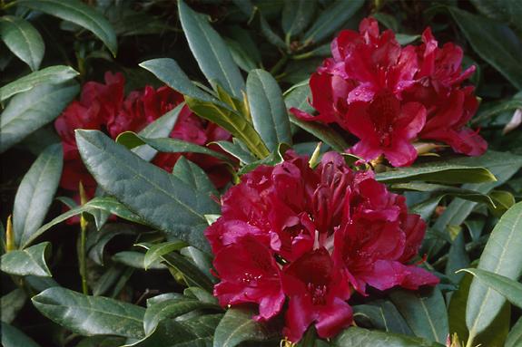 Copyright 2002 Downs' Rhododendrons