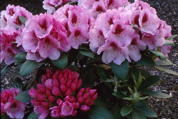 Copyright 2002 Downs' Rhododendrons