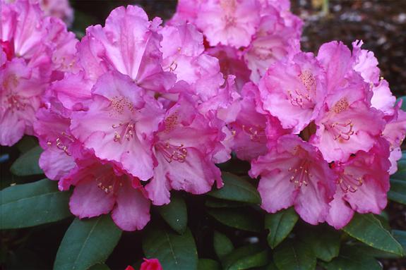 Copyright 2002 Downs' Rhododendrons