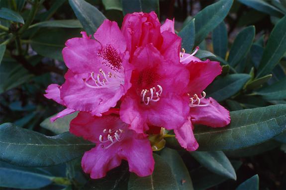 Copyright 2002 Downs' Rhododendrons