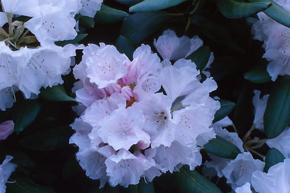 Copyright 2002 Downs' Rhododendrons