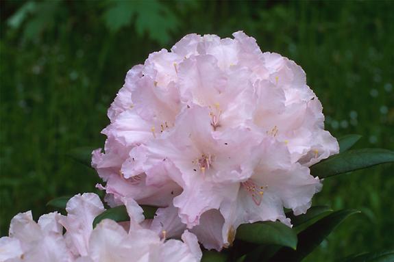 Copyright 2002 Downs' Rhododendrons