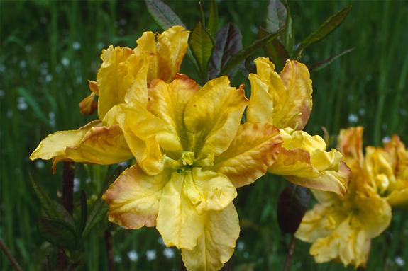Copyright 2002 Downs' Rhododendrons