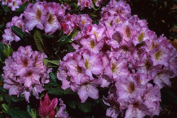 Copyright 2002 Downs' Rhododendrons