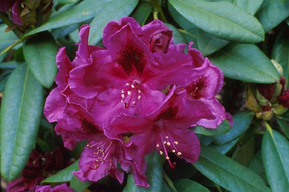 Copyright 2002 Downs' Rhododendrons