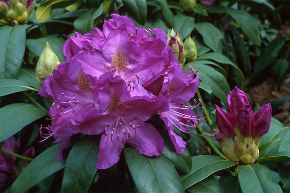 Copyright 2002 Downs' Rhododendrons