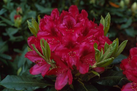 Copyright 2002 Downs' Rhododendrons