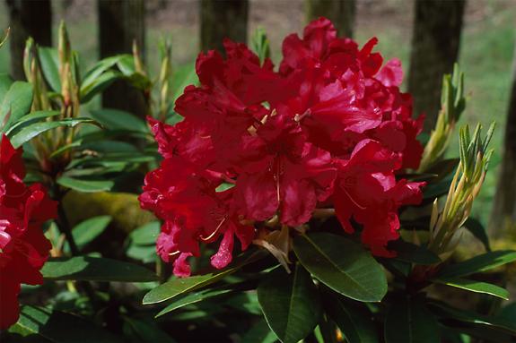 Copyright 2002 Downs' Rhododendrons