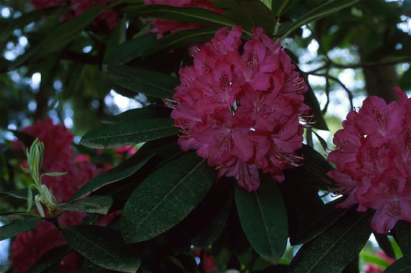 Copyright 2002 Downs' Rhododendrons