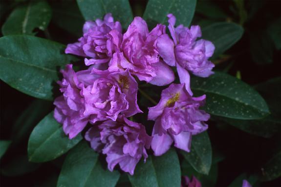 Copyright 2002 Downs' Rhododendrons