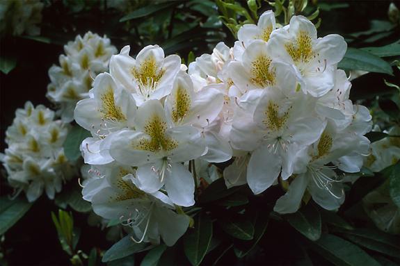 Copyright 2002 Downs' Rhododendrons