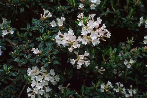 Copyright 2002 Downs' Rhododendrons
