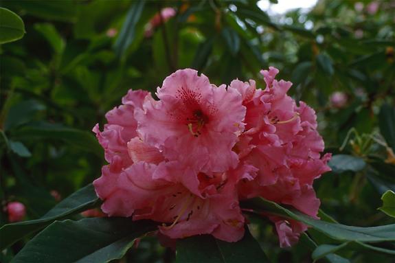 Copyright 2002 Downs' Rhododendrons