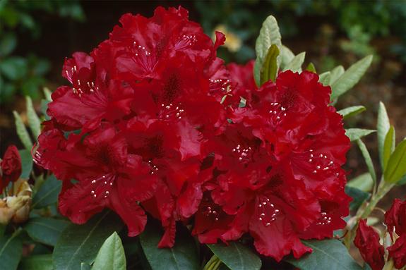 Copyright 2002 Downs' Rhododendrons