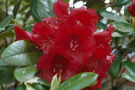 Copyright 2002 Downs' Rhododendrons