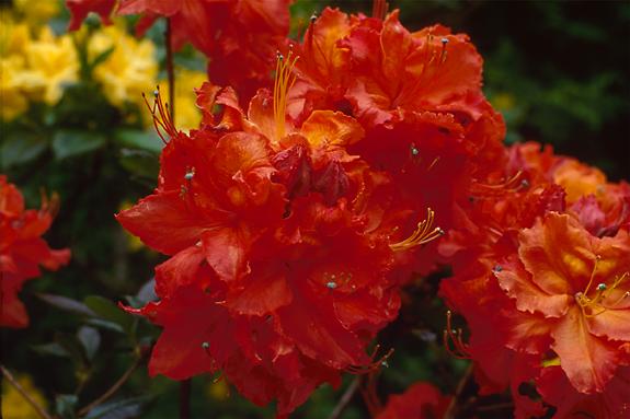 Copyright 2002 Downs' Rhododendrons