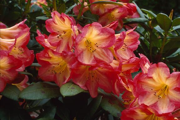 Copyright 2002 Downs' Rhododendrons