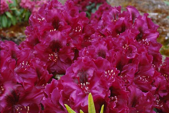 Copyright 2002 Downs' Rhododendrons