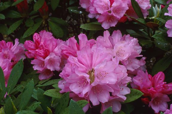 Copyright 2002 Downs' Rhododendrons