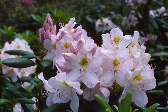 Copyright 2002 Downs' Rhododendrons