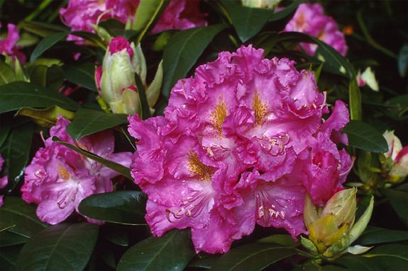 Copyright 2002 Downs' Rhododendrons