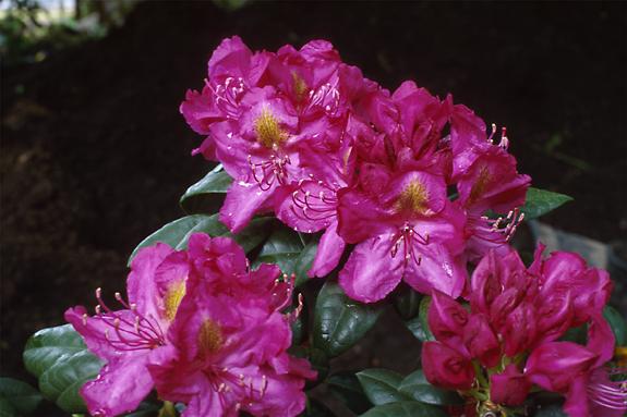 Copyright 2002 Downs' Rhododendrons
